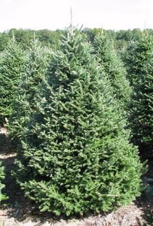 Field of our premium Douglas Fir ready for the Wholesale Christmas Trees market.